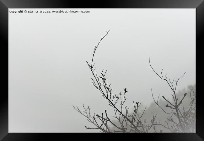 Tree branch on foggy background Framed Print by Stan Lihai