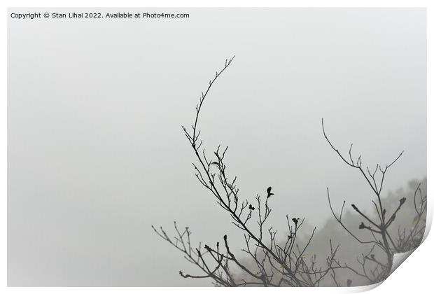 Tree branch on foggy background Print by Stan Lihai