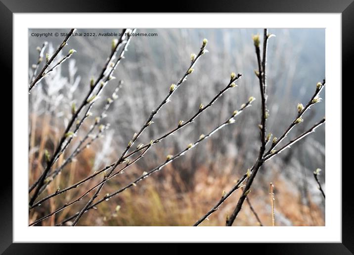 Frosty branches in foggy mountains Framed Mounted Print by Stan Lihai