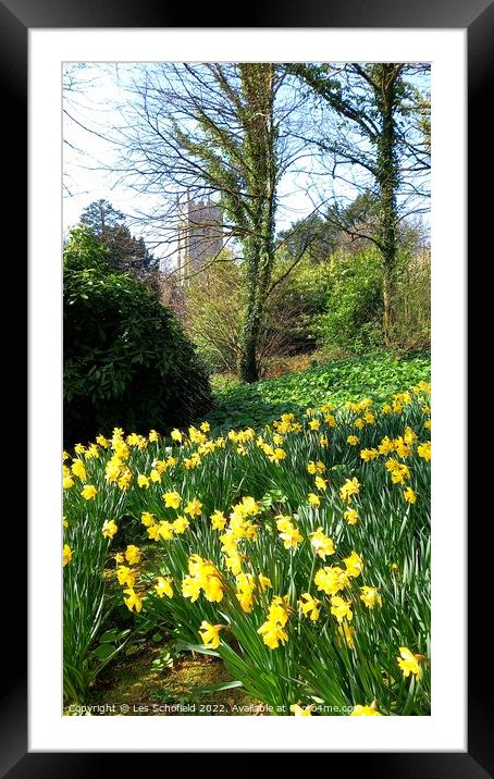 Spring daffodils  Framed Mounted Print by Les Schofield