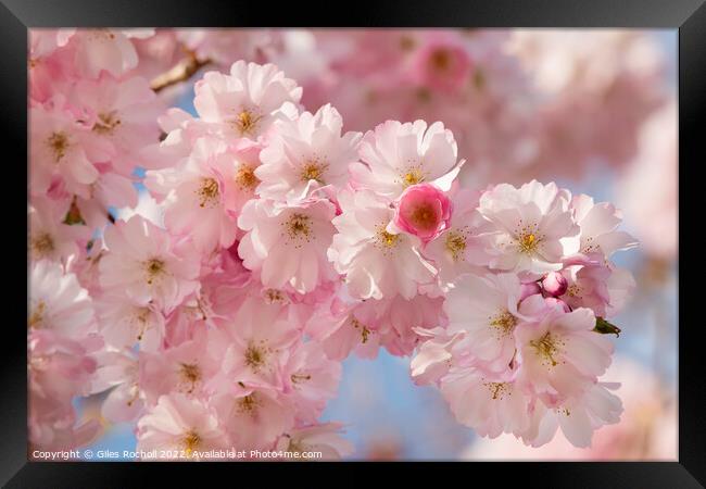 Cherry Blossom Spring Yorkshire Framed Print by Giles Rocholl