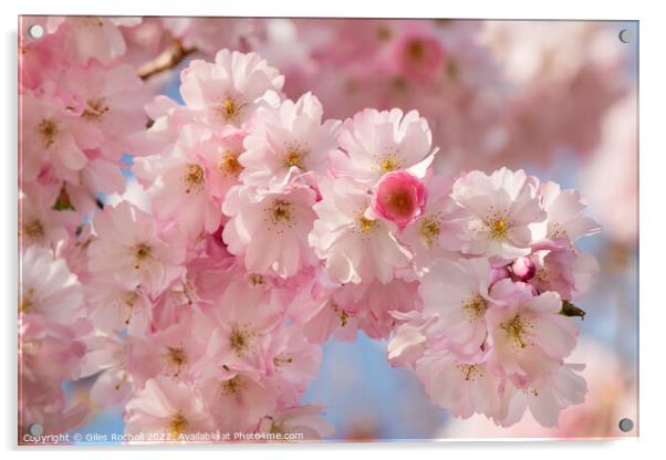 Cherry Blossom Spring Yorkshire Acrylic by Giles Rocholl