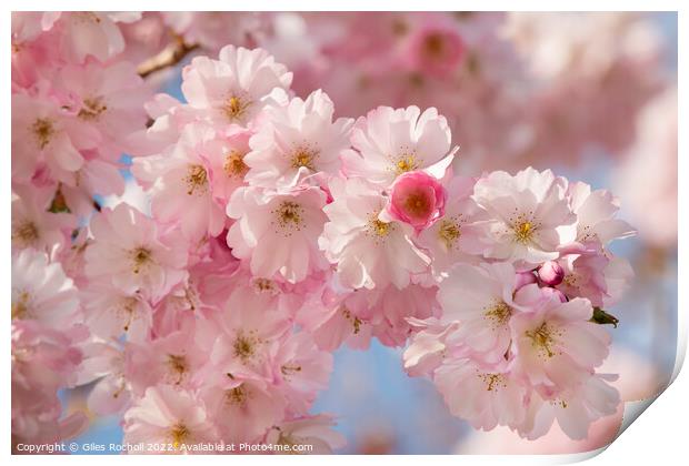 Cherry Blossom Spring Yorkshire Print by Giles Rocholl