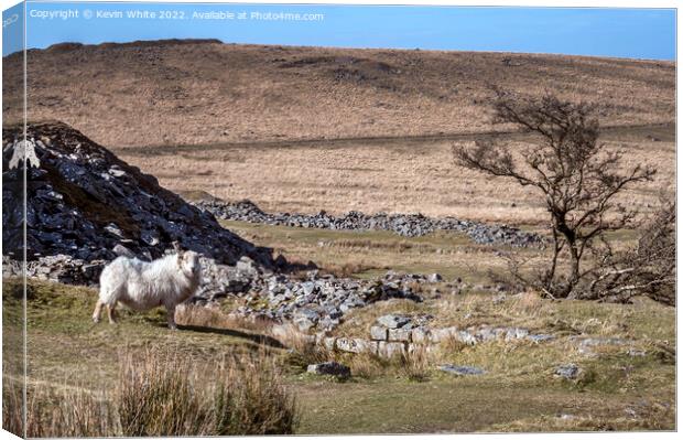 Sheep and Tree Canvas Print by Kevin White