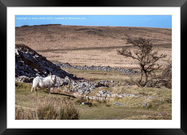 Sheep and Tree Framed Mounted Print by Kevin White