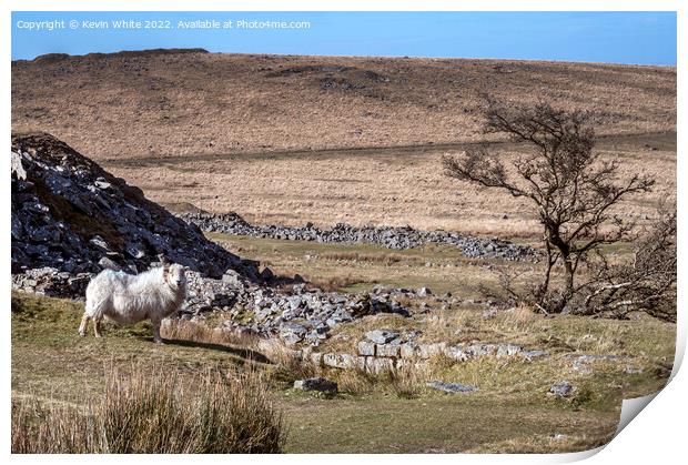 Sheep and Tree Print by Kevin White