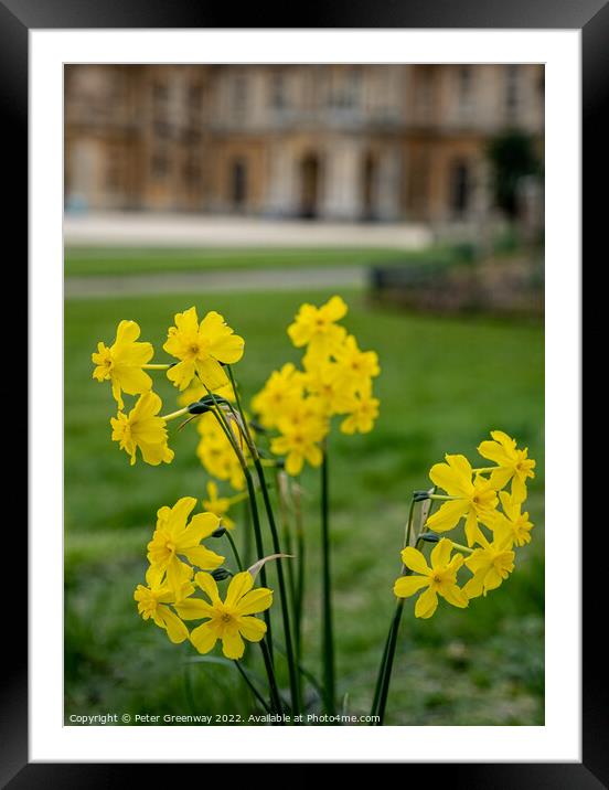 Spring Daffodils ( Narcissus ) in the grounds of Waddesdon Manor, Buckinghamshire Framed Mounted Print by Peter Greenway