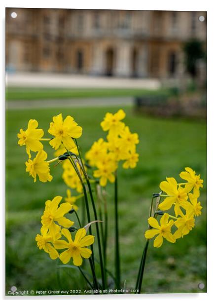 Spring Daffodils ( Narcissus ) in the grounds of Waddesdon Manor, Buckinghamshire Acrylic by Peter Greenway