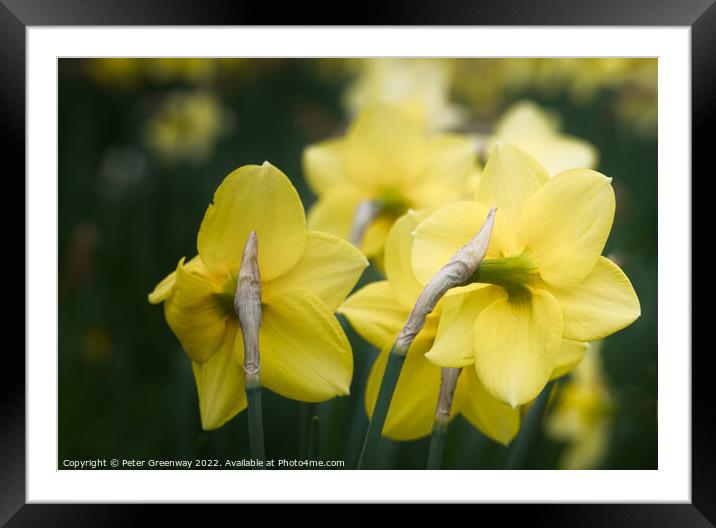 Dreamy Spring Daffodils Framed Mounted Print by Peter Greenway