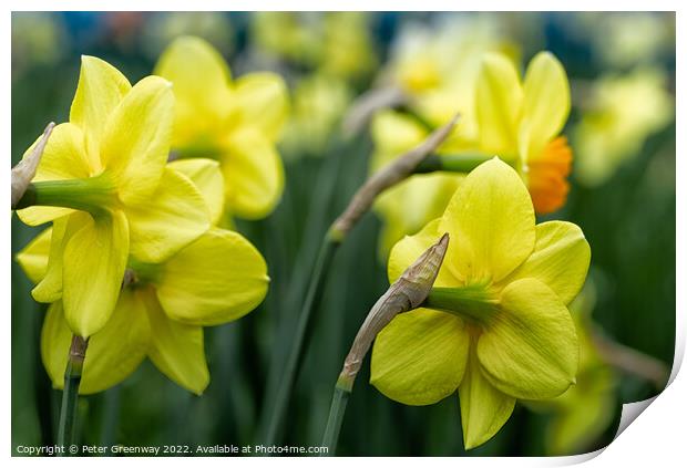 Dreamy Spring Daffodils Print by Peter Greenway