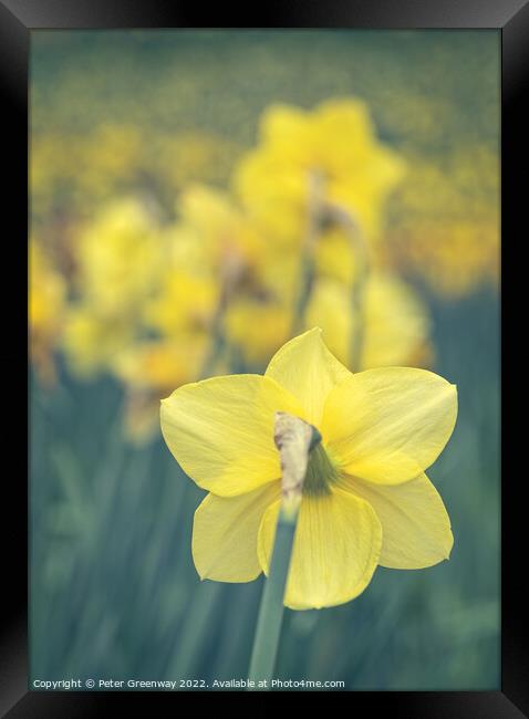 A Sea Of Daffodils In Full Bloom In 'Daffodil Valley' At Waddesd Framed Print by Peter Greenway