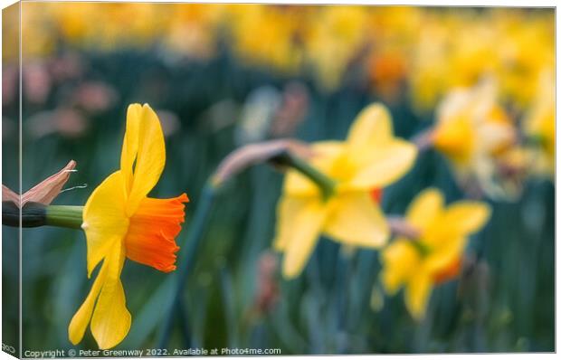 Dreamy Spring Daffodils Canvas Print by Peter Greenway
