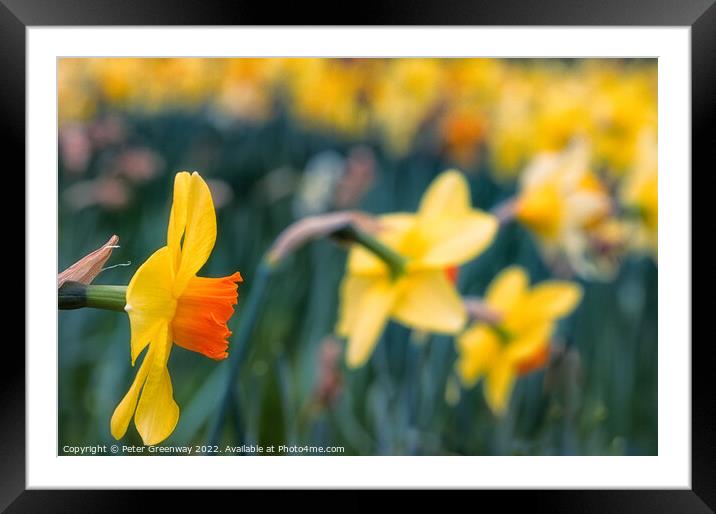 Dreamy Spring Daffodils Framed Mounted Print by Peter Greenway