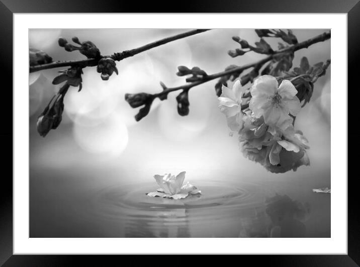 Blossom Black and White Framed Mounted Print by David Neighbour