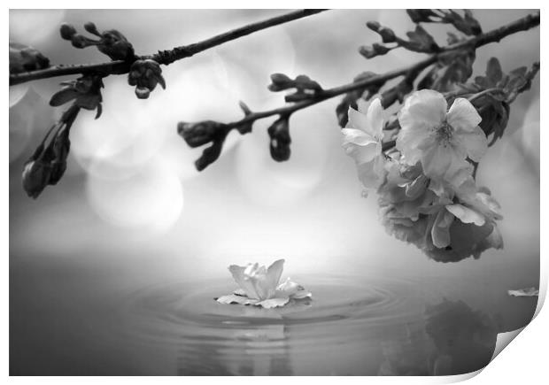 Blossom Black and White Print by David Neighbour