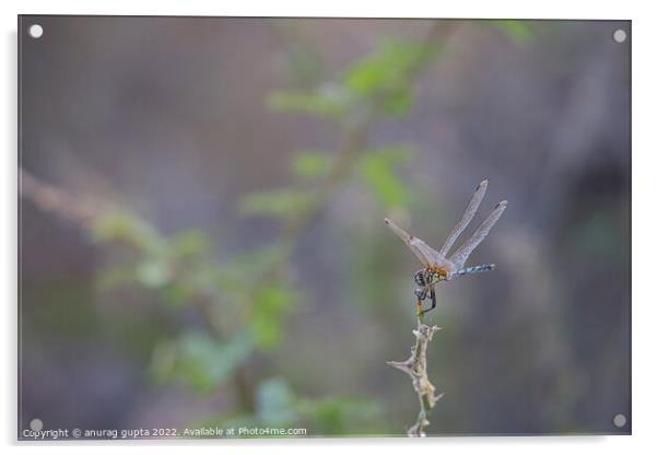 dragonfly Acrylic by anurag gupta