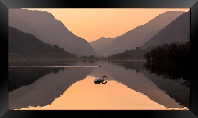 Swan lake Framed Print by Kevin Elias