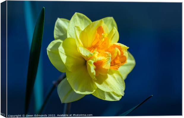 Daffodil on Blue Canvas Print by Owen Edmonds