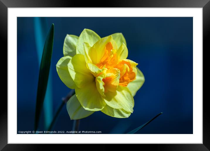 Daffodil on Blue Framed Mounted Print by Owen Edmonds
