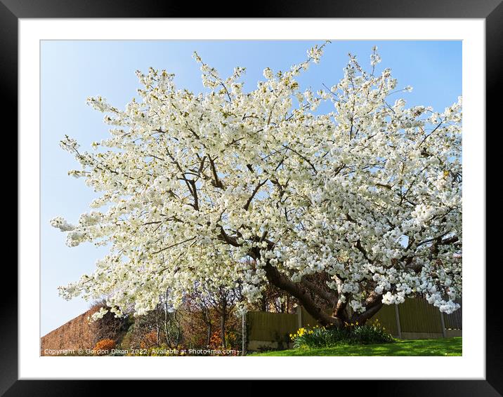 Spectacular cherry tree in a Somerset garden Framed Mounted Print by Gordon Dixon