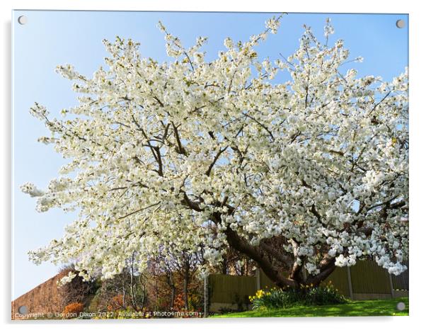 Spectacular cherry tree in a Somerset garden Acrylic by Gordon Dixon
