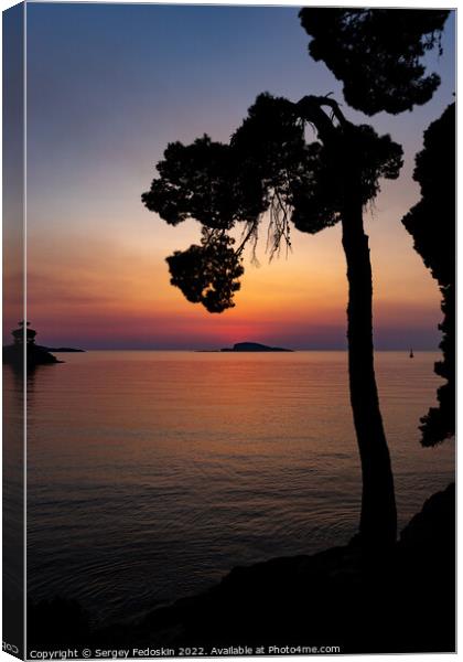 Pine trees on a sunset time in a coast of sea Canvas Print by Sergey Fedoskin