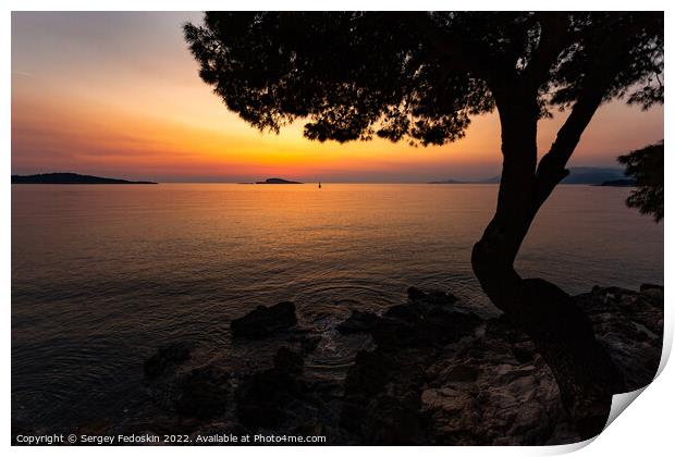 Pine trees on a sunset time in a coast of sea Print by Sergey Fedoskin