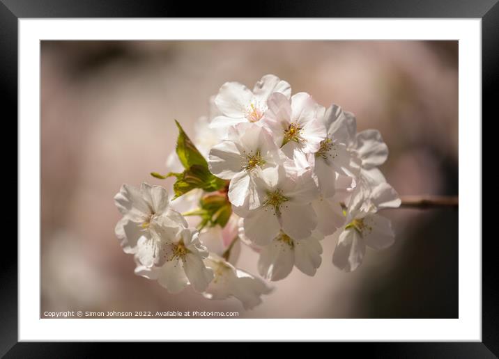 sunlit spring blossom Framed Mounted Print by Simon Johnson