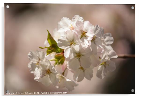sunlit spring blossom Acrylic by Simon Johnson