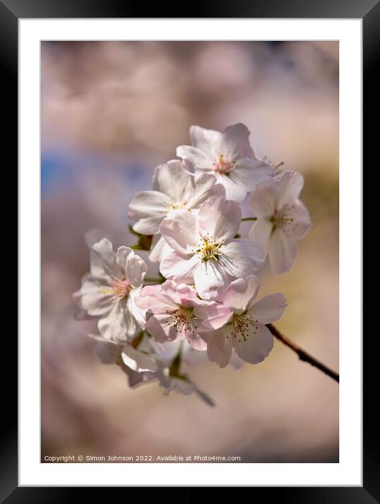 Cherry Blossom Framed Mounted Print by Simon Johnson