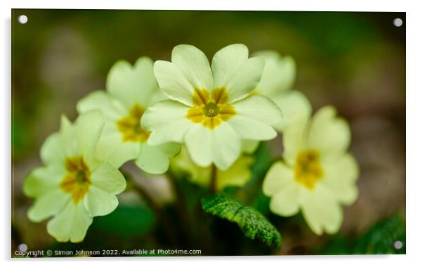 Primrose  flowers Acrylic by Simon Johnson