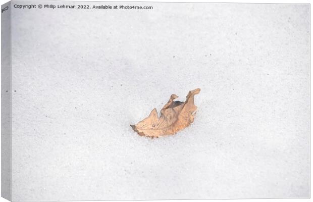 The Lonely Leaf (6) Canvas Print by Philip Lehman
