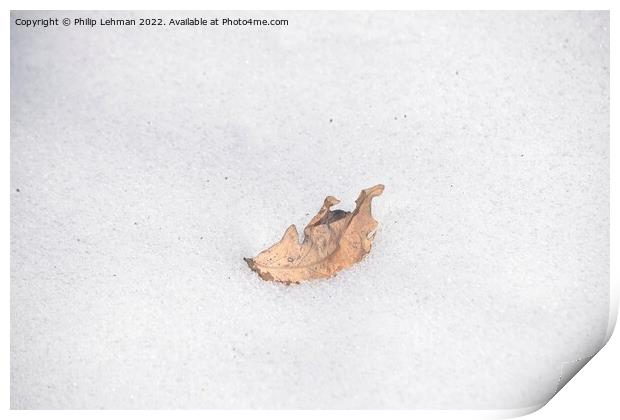 The Lonely Leaf (6) Print by Philip Lehman