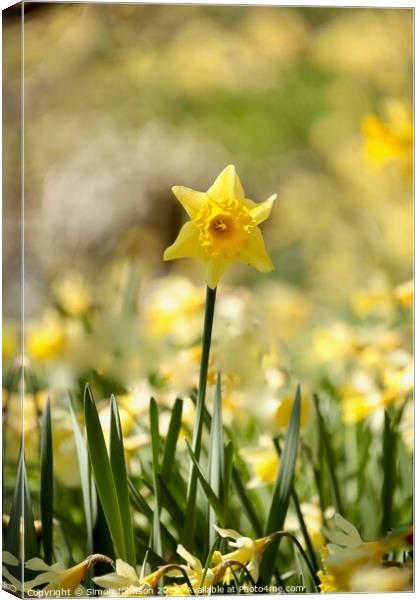 Plant flower Canvas Print by Simon Johnson