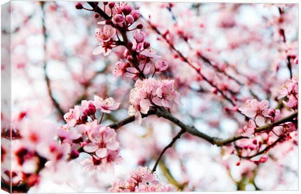 Cherry blossom during springtime  Canvas Print by Thomas Baker