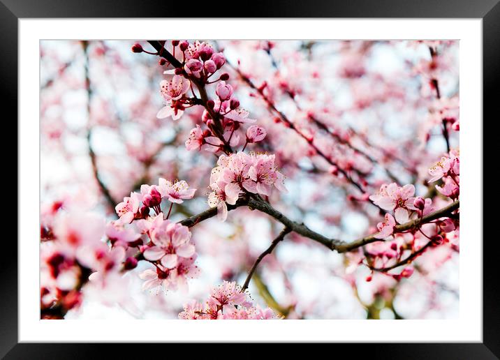 Cherry blossom during springtime  Framed Mounted Print by Thomas Baker