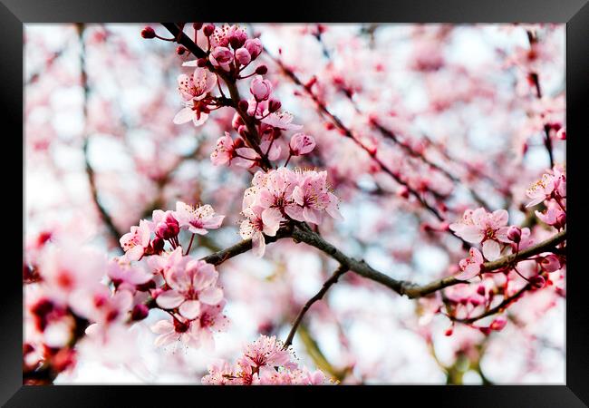 Cherry blossom during springtime  Framed Print by Thomas Baker
