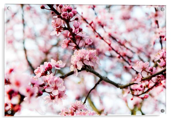 Cherry blossom during springtime  Acrylic by Thomas Baker