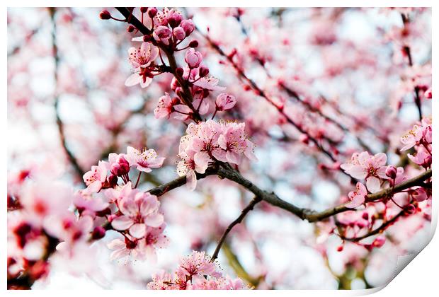 Cherry blossom during springtime  Print by Thomas Baker