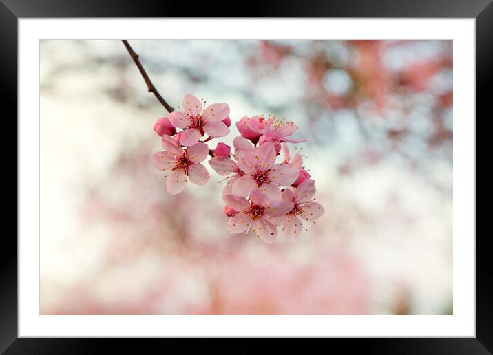 single branch of cherry blossom in spring time Framed Mounted Print by Thomas Baker