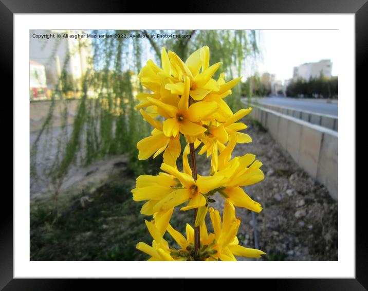 Beautiful yellow, Plant flower Framed Mounted Print by Ali asghar Mazinanian