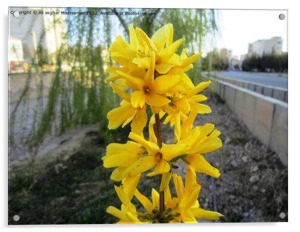 Beautiful yellow, Plant flower Acrylic by Ali asghar Mazinanian