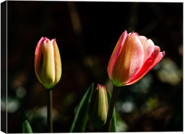 The beauty of tulips Canvas Print by Gerry Walden LRPS