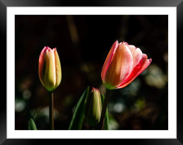 The beauty of tulips Framed Mounted Print by Gerry Walden LRPS