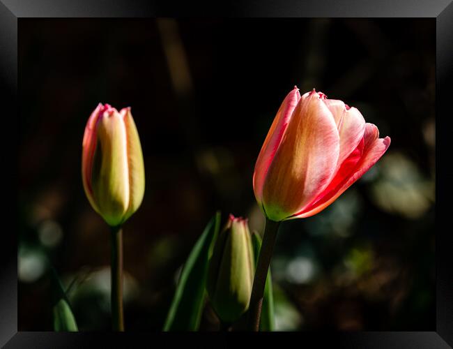 The beauty of tulips Framed Print by Gerry Walden LRPS