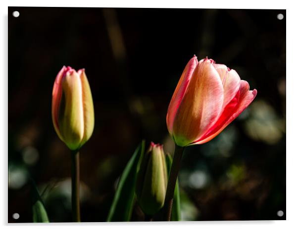 The beauty of tulips Acrylic by Gerry Walden LRPS