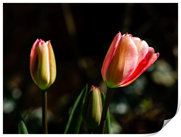 The beauty of tulips Print by Gerry Walden LRPS