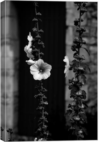 Closeup of a Hollyhock in black & white Canvas Print by youri Mahieu