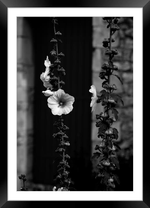 Closeup of a Hollyhock in black & white Framed Mounted Print by youri Mahieu