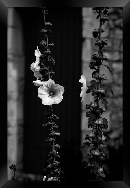 Closeup of a Hollyhock in black & white Framed Print by youri Mahieu